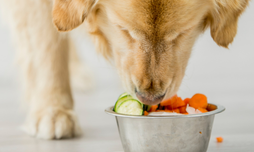 Dog eating raw diet