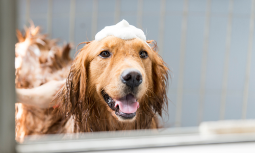 Dog wash best sale and grooming